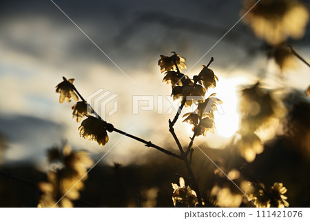 夕陽下的蠟梅色 夕陽下的蠟梅色 111421076