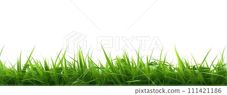 Green grass isolated on white background. Natural spring background. Green grass isolated on white background. Natural spring background. 111421186