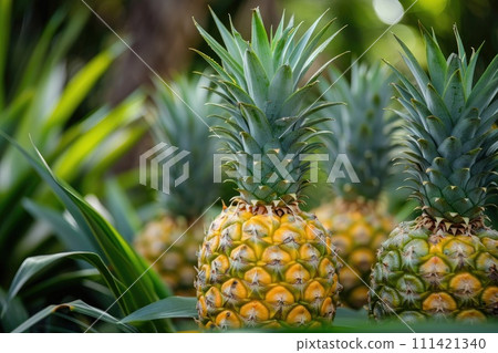 Pineapples at the garden. 111421340