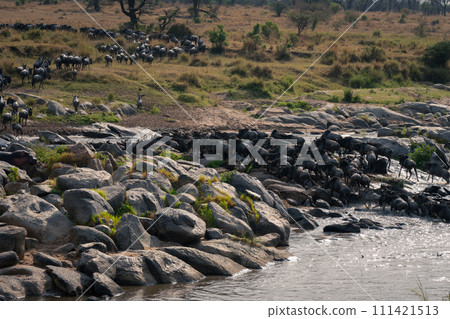 Herd of blue wildebeest cross rocky stream Herd of blue wildebeest cross rocky stream 111421513