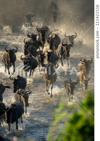 Herd of blue wildebeest gallop across water 111421516