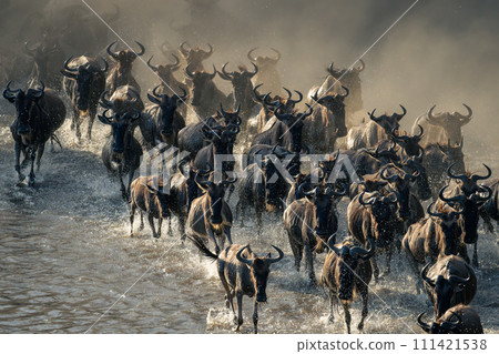 Herd of blue wildebeest rush across water Herd of blue wildebeest rush across water 111421538