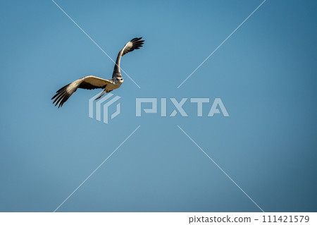 Juvenile martial eagle banks across blue sky Juvenile martial eagle banks across blue sky 111421579
