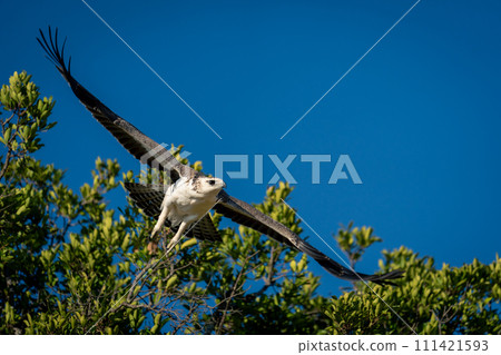 Juvenile martial eagle flies off from tree 111421593