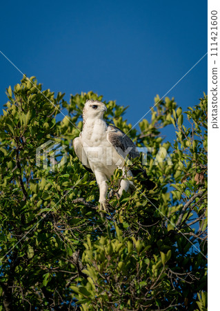 Juvenile martial eagle stares down from tree Juvenile martial eagle stares down from tree 111421600