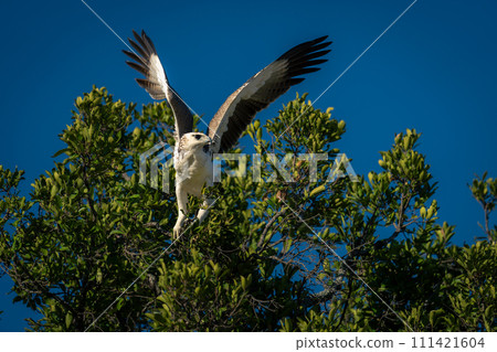 Juvenile martial eagle takes off from branch Juvenile martial eagle takes off from branch 111421604