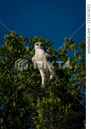 Juvenile martial eagle with catchlight in tree 111421611