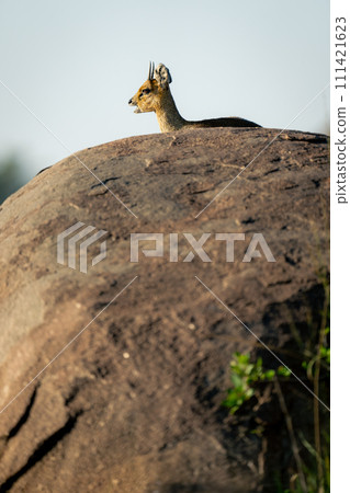 Klipspringer lies on rock beneath blue sky Klipspringer lies on rock beneath blue sky 111421623