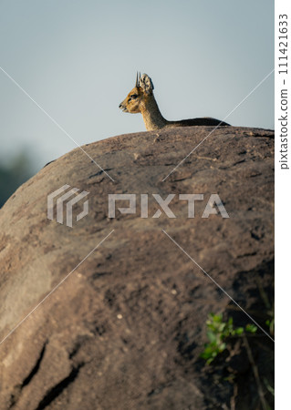 Klipspringer lies on rock under blue sky Klipspringer lies on rock under blue sky 111421633