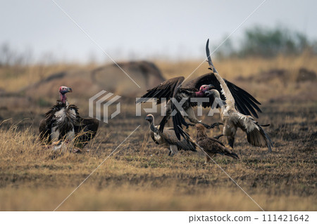Lappet-faced and white-backed vultures fight over kill Lappet-faced and white-backed vultures fight over kill 111421642