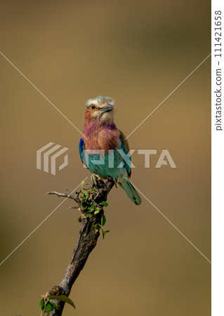 Lilac-breasted roller eyes camera from diagonal branch 111421658