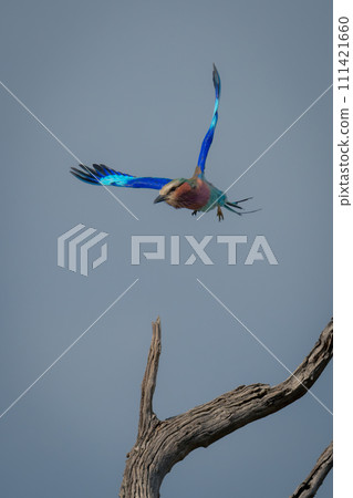 Lilac-breasted roller flaps wings over dead tree 111421660