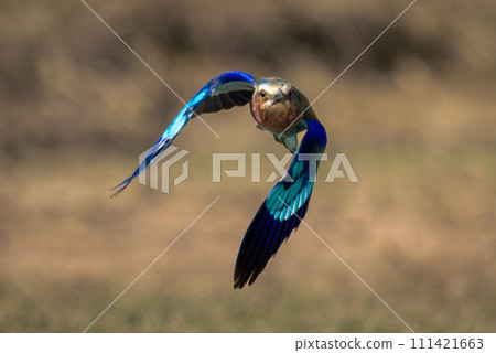 Lilac-breasted roller flies over grass lowering wings Lilac-breasted roller flies over grass lowering wings 111421663