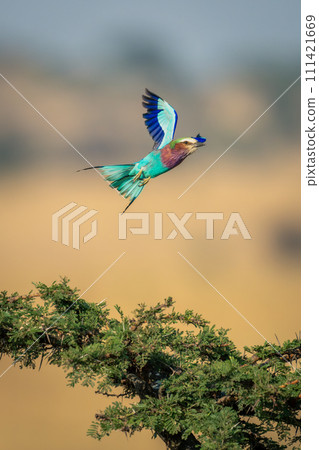 Lilac-breasted roller flies over thornbush lifting wings Lilac-breasted roller flies over thornbush lifting wings 111421669