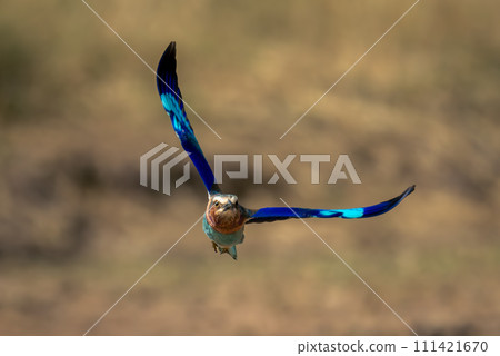 Lilac-breasted roller flies towards camera over savannah 111421670