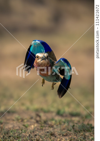 Lilac-breasted roller flies with wings held close Lilac-breasted roller flies with wings held close 111421672