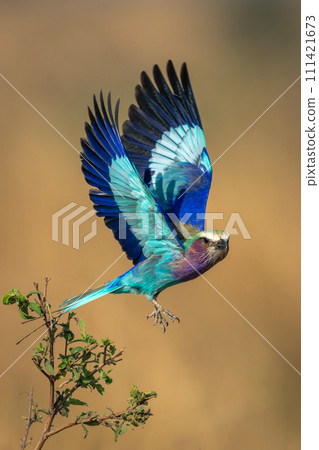 Lilac-breasted roller flies with wings lifted up Lilac-breasted roller flies with wings lifted up 111421673