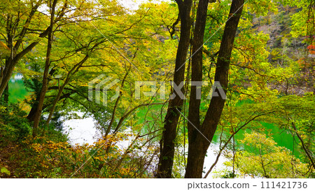 Autumn leaves of the Imperial Gorge 111421736