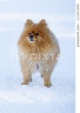 orange pomeranian spitz outdoors in winter 111421993
