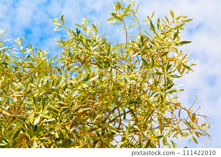 Summer vacation background with olive leaves, blue cloudy sky 111422010