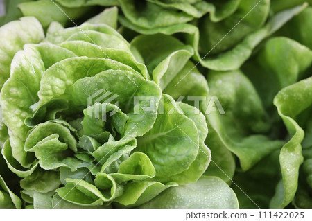 Butterhead Lettuce vegetable macro close up top view Butterhead Lettuce vegetable macro close up top view 111422025