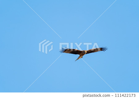 蜻蜓在天空自由飛翔 111422173