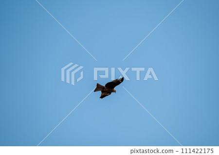 蜻蜓在天空自由飛翔 111422175