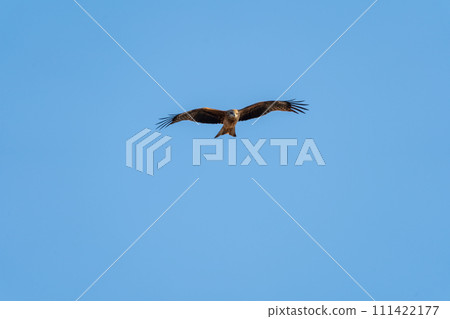 蜻蜓在天空自由飛翔 111422177