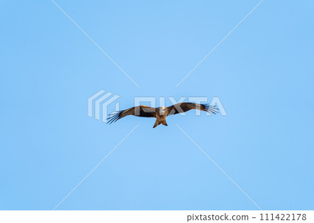 Dragonfly flying freely in the sky 111422178