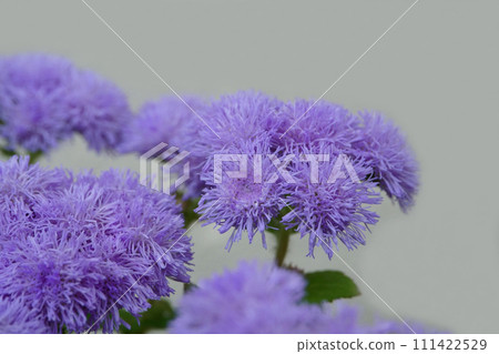花盆裡的藿香花 111422529