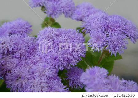 花盆裡的藿香花 花盆裡的藿香花 111422530