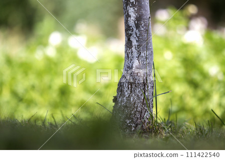 Close-up detail of isolated lit by summer sun growing alone strong black and white tree trunk on bright grassy green blurred sunny bokeh background. Beauty of nature, vintage effect concept. 111422540