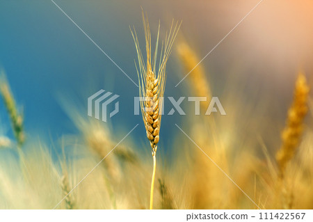 Close-up of warm colored golden yellow ripe wheat heads on sunny summer day on soft blurred foggy meadow wheat field colorful background. Agriculture, farming and rich harvest concept. Close-up of warm colored golden yellow ripe wheat heads on sunny summer day on soft blurred foggy meadow wheat field colorful background. Agriculture, farming and rich harvest concept. 111422567