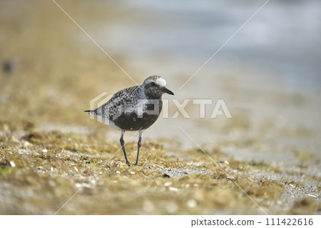 Black-Bellied Plover wild sea birdlooking for food on seaside in summer 111422616