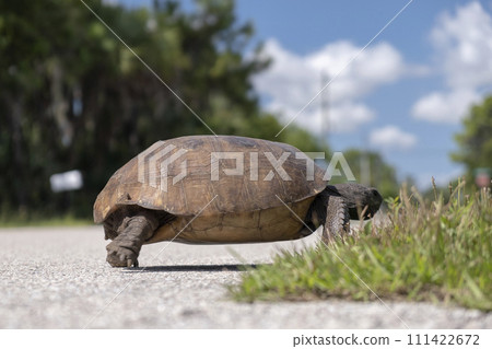 Wild Gopher tortoise crossing rural street in southern Florida. Endangered turtle walking on highway pavement. Wildlife protection Wild Gopher tortoise crossing rural street in southern Florida. Endangered turtle walking on highway pavement. Wildlife protection 111422672