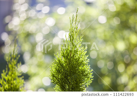 Closeup of green christmas leaves of thuja tree on green bokeh background. Twig of occidentalis evergreen coniferous bush, also known as Chinese thuja. Closeup of green christmas leaves of thuja tree on green bokeh background. Twig of occidentalis evergreen coniferous bush, also known as Chinese thuja. 111422693