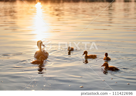 Wild duck family of mother bird and her chicks swimming on lake water at bright sunset. Birdwatching concept 111422696