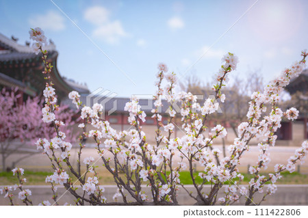Gyeongbokgung palace with cherry blossom tree in spring time in seoul city of korea, south korea. 111422806