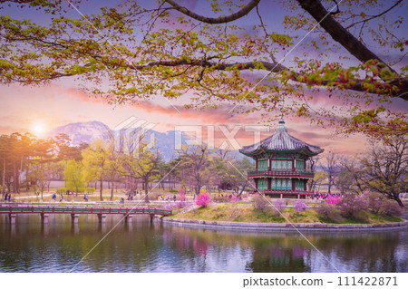 Gyeongbokgung palace with cherry blossom tree in spring time in seoul city of korea, south korea. 111422871