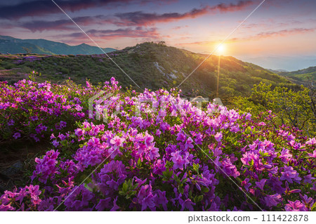 Morning and spring view of pink azalea flowers at Hwangmaesan Mountain with the background of sunlight and foggy mountain range near Hapcheon-gun, South Korea. 111422878