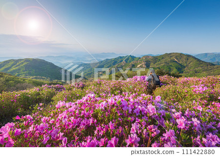 Morning and spring view of pink azalea flowers at Hwangmaesan Mountain with the background of sunlight and foggy mountain range near Hapcheon-gun, South Korea. 111422880