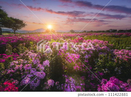 Beautiful flower garden at sunset Near Cheomseongdae in Gyeongju, Gyeongsangbuk-do, Republic of Korea. Beautiful flower garden at sunset Near Cheomseongdae in Gyeongju, Gyeongsangbuk-do, Republic of Korea. 111422881