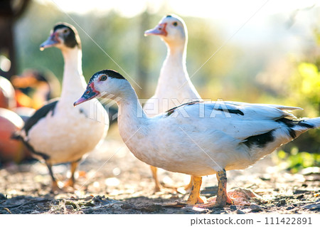 Ducks feed on traditional rural barnyard. Detail of a duck head. Close up of waterbird standing on barn yard. Free range poultry farming concept. Ducks feed on traditional rural barnyard. Detail of a duck head. Close up of waterbird standing on barn yard. Free range poultry farming concept. 111422891
