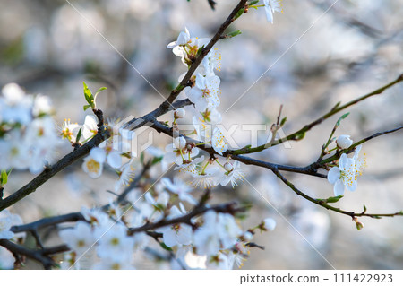 Fruit tree twigs with blooming white and pink petal flowers in spring garden. 111422923
