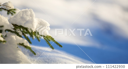 Young tender spruce tree brunches with green needles covered with deep snow and hoarfrost on bright blue and white colorful copy space background. Merry Christmas and Happy New Year greeting card. Young tender spruce tree brunches with green needles covered with deep snow and hoarfrost on bright blue and white colorful copy space background. Merry Christmas and Happy New Year greeting card. 111422930