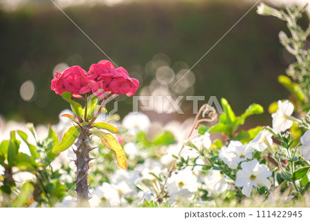 Red flower with green leaves and buds blooming outdoors on green summer background 111422945
