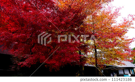 Autumn leaves photographed in Hiroshima Prefecture 111423186