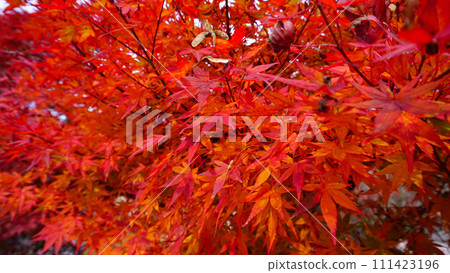 Autumn leaves photographed in Hiroshima Prefecture 111423196