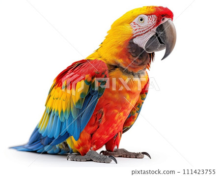 macaw parrot on white background 111423755