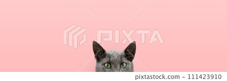 A beautiful funny gray cat looks out from behind a pink table. 111423910